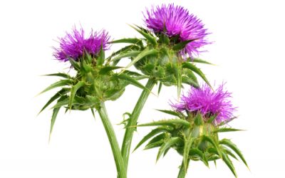 Milk thistle is not only good for your liver – it can protect you from the toxic effects of chemotherapy, too
