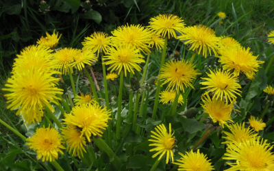 5 weeds that are actually pretty good medicines.