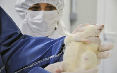 Not safe to eat: Rats fed lifetime of GMO corn grow horrifying tumors, die very early