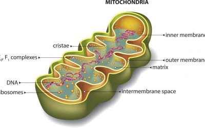 Mitochondria dysfunction and how to fix it