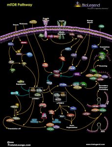mtor, anti-aging, longevity