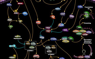 Does mTOR increase lifespan?