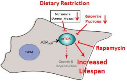 mtor, lifespan